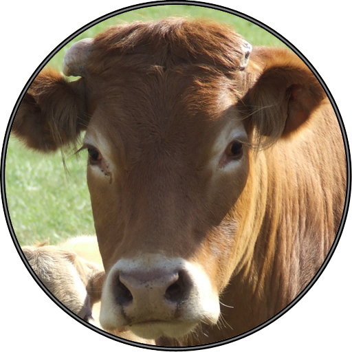 Funny Cow Farm Sounds icon