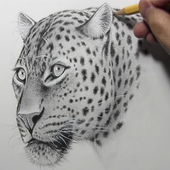 How to Draw Animals icon