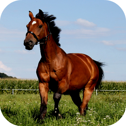 🐴 Horse Wallpapers icon