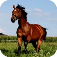 🐴 Horse Wallpapers on 9Apps