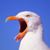 Bird Games FREE: Puzzles Calls icon