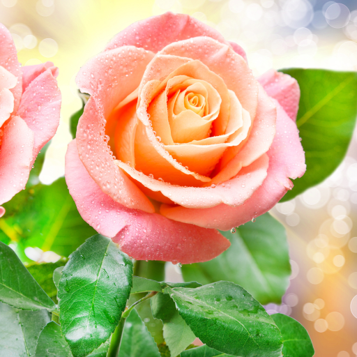 ikon Rose Live Wallpaper