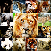 Animal Wallpaper icon