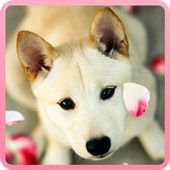 My Little Dogs Jigsaw icon