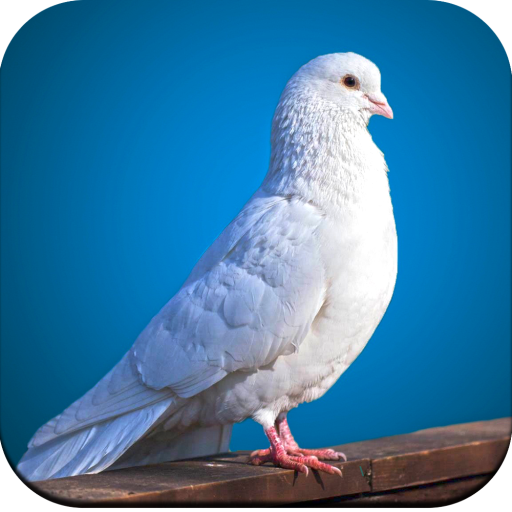 Bird Wallpaper 4K icon