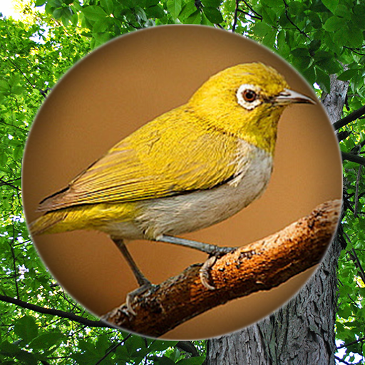 Suara Burung Pleci Pikat icon