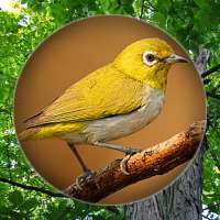 Suara Burung Pleci Pikat on 9Apps