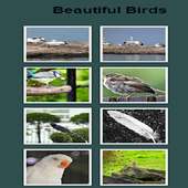 Birds PhotoGallery