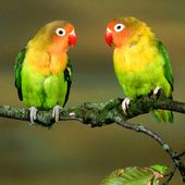 Birds Jigsaw Games Puzzle icon