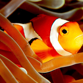 Ocean Park Fish icon