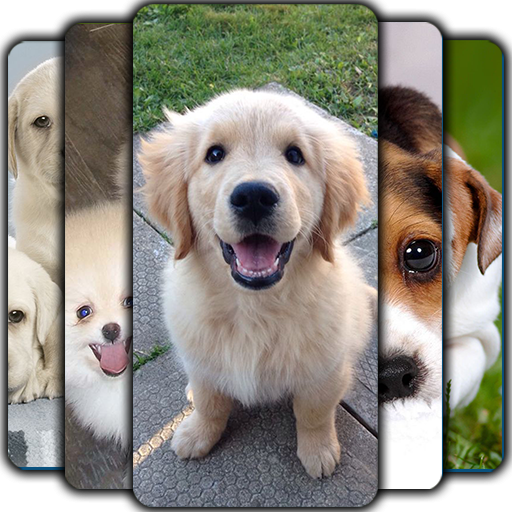 Puppy Wallpaper- Pitbull, Pomeranian Dog Wallpaper icon