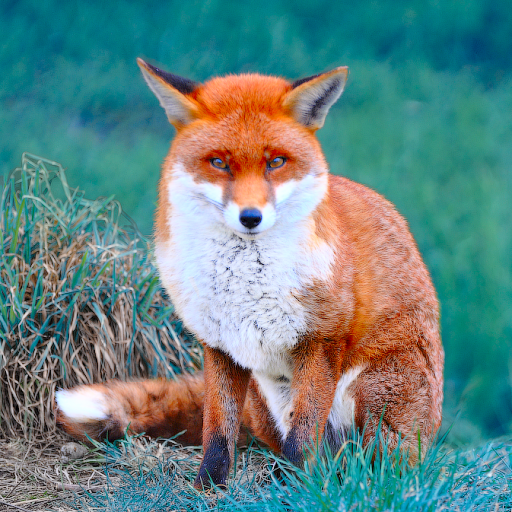 Forest Animals for Children icon