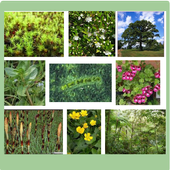 Medicinal Herbs  And Plants icon