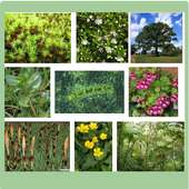 Medicinal Herbs  And Plants