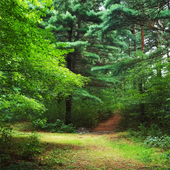 Звуки леса 4 icon