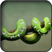 Snakes Wallpapers icon