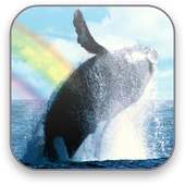 Whales Free Video Wallpaper on 9Apps