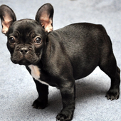 French Bulldog Dogs Puzzles icon