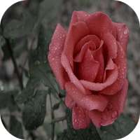 Red rose on 9Apps