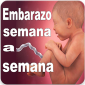 Embarazo Semana a Semana icon
