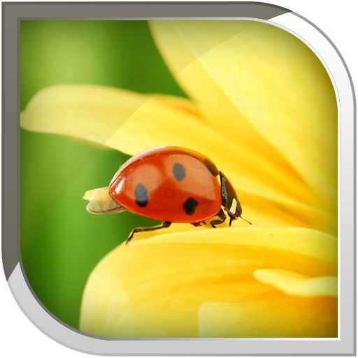 Ladybug Live Wallpaper icon