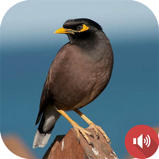 Mynas Bird Sounds icon