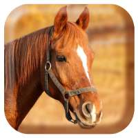 Horse Sounds on 9Apps