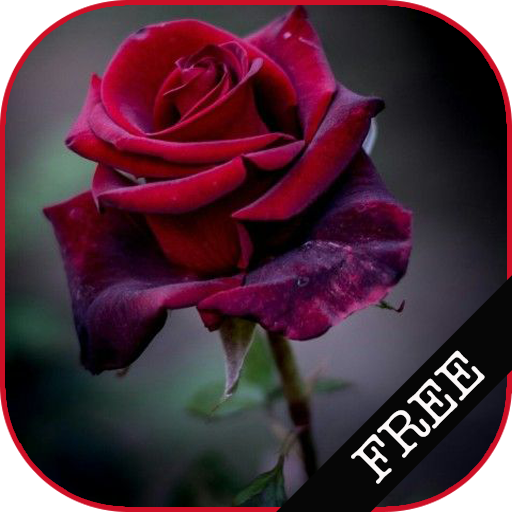 I Love Flowers Live Wallpapers, Free Rose Images icon