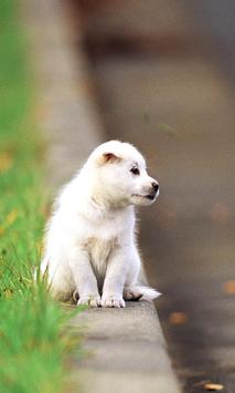 Cute Dog Game Jigsaw Puzzles screenshot 3