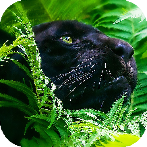 Panther Wallpapers: backgrounds hd icon