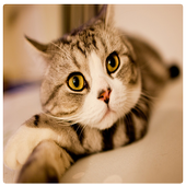 Cats icon