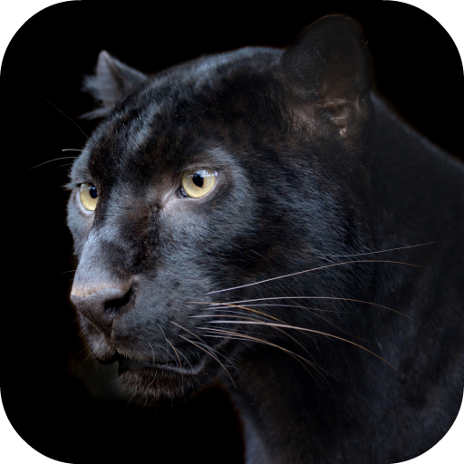 Pantera Live Wallpaper FREE icon