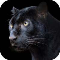 Pantera Live Wallpaper FREE