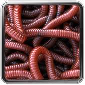 Can of Worms Live Wallpaper