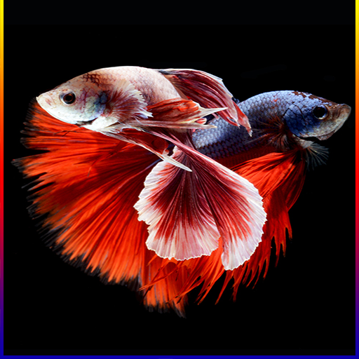 Betta Fish Live Wallpaper 2020 icon