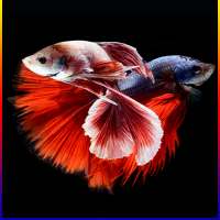 Betta Fish Live Wallpaper 2020 on 9Apps