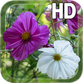 Summer Flowers Live HD icon