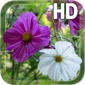 Summer Flowers Live HD