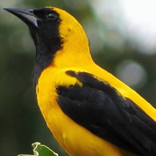 Pássaros da Colômbia иконка