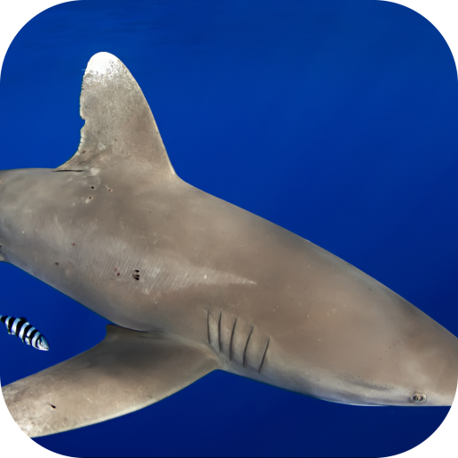 Tipped Reef Shark. Wallpapers icon