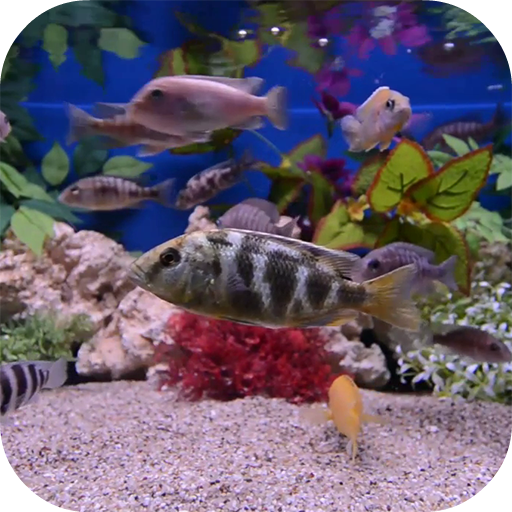 Aquarium Video Wallpaper icon