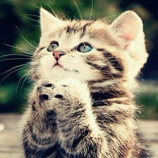 중국어 이미지연상 단어장 icon