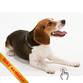 domesticated animal  sound icon