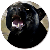 Panther Wallpapers icon