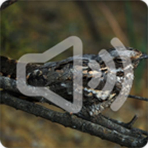 Nighjar Bird Song Ringtones icon