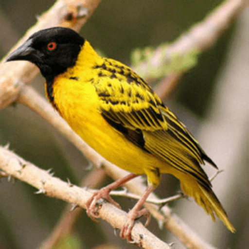 African Birds Sounds Free icon