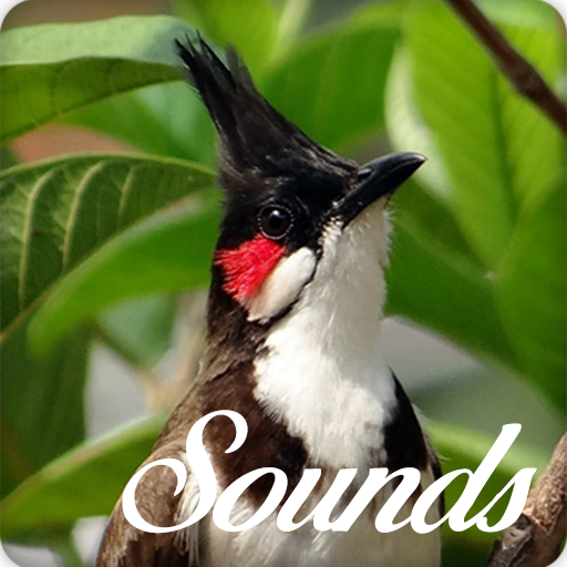 Bulbul Bird Song Ringtone Audio icon