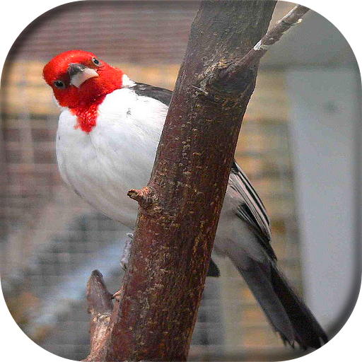 Song of Galo de Campina icon