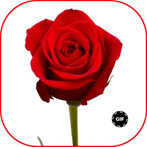 Red Roses Love GIF icon