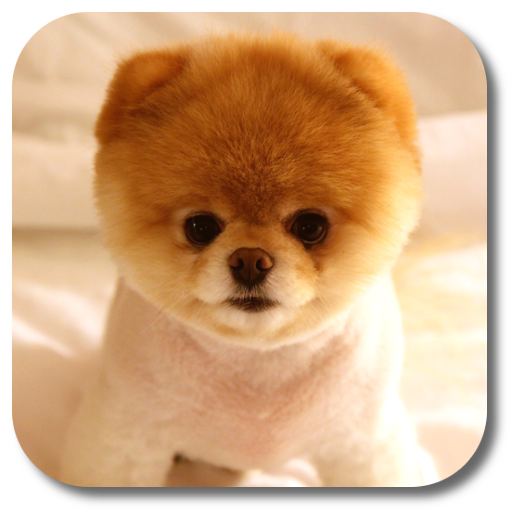 Pom Dog Live Wallpaper icon